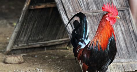 mga lahi ng manok panabong|Top Breeds Na Malakas Manalo Sa Sabong.